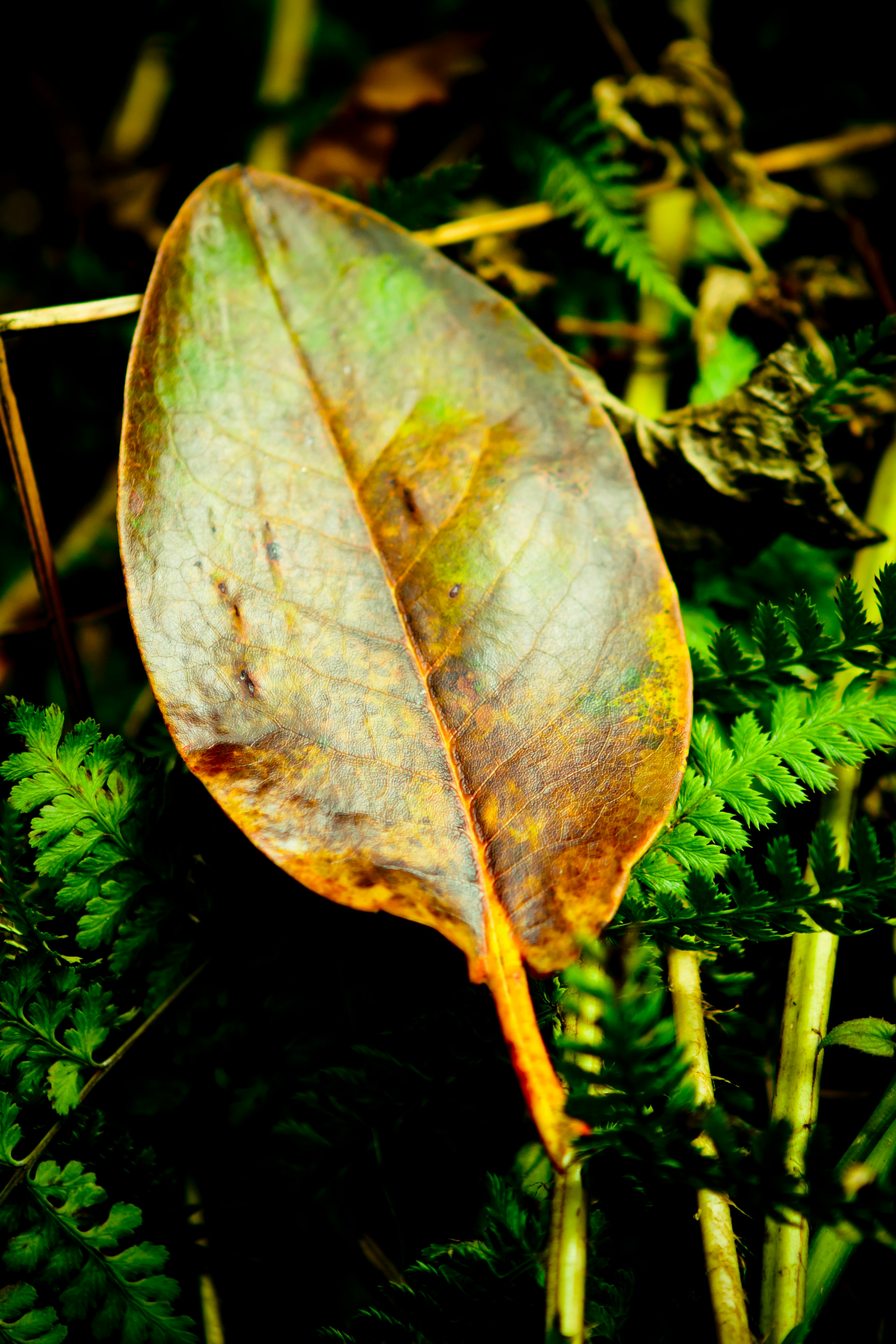 Medicinal Plant Leaf Classification